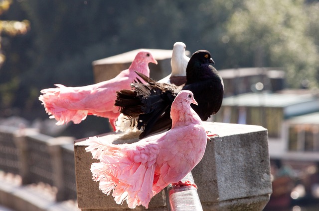 日本女足的 日本女足的